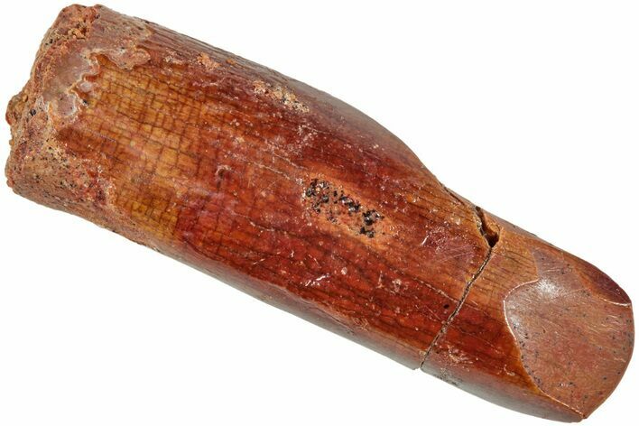 Fossil Sauropod Dinosaur (Titanosaur?) Tooth - Morocco #230656